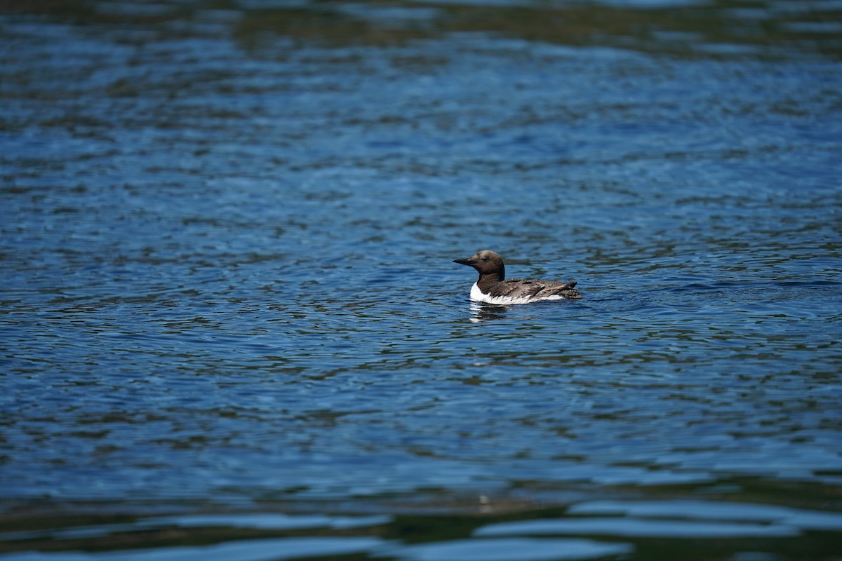 Common Murre - ML639820082