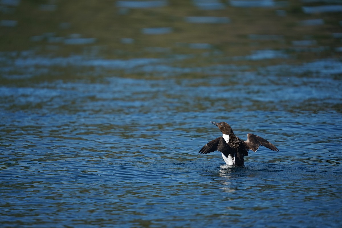 Common Murre - ML639820098