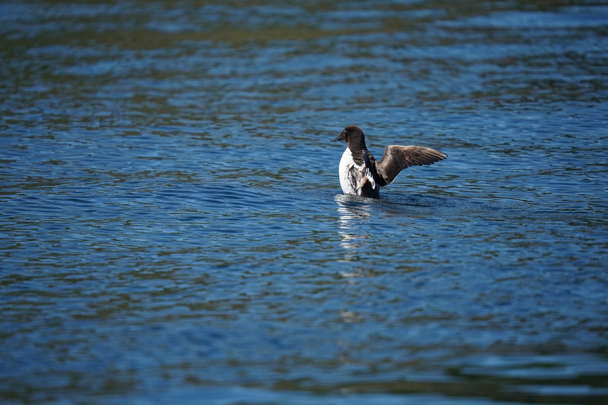 Common Murre - ML639820101