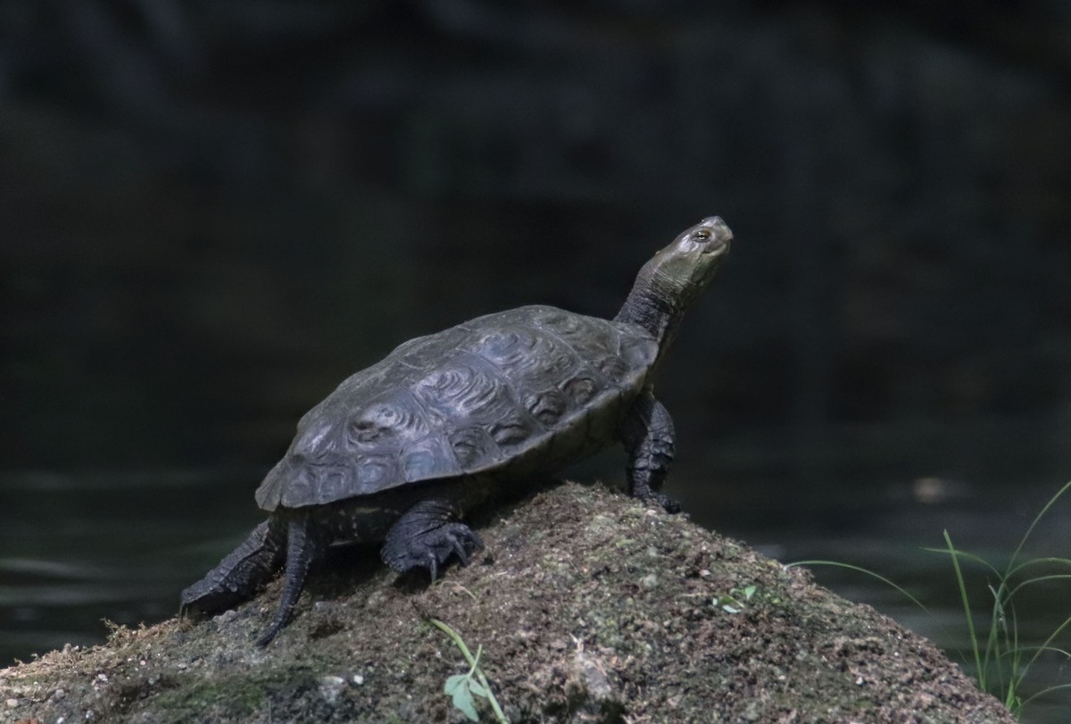 Mediterranean Turtle - ML639820136