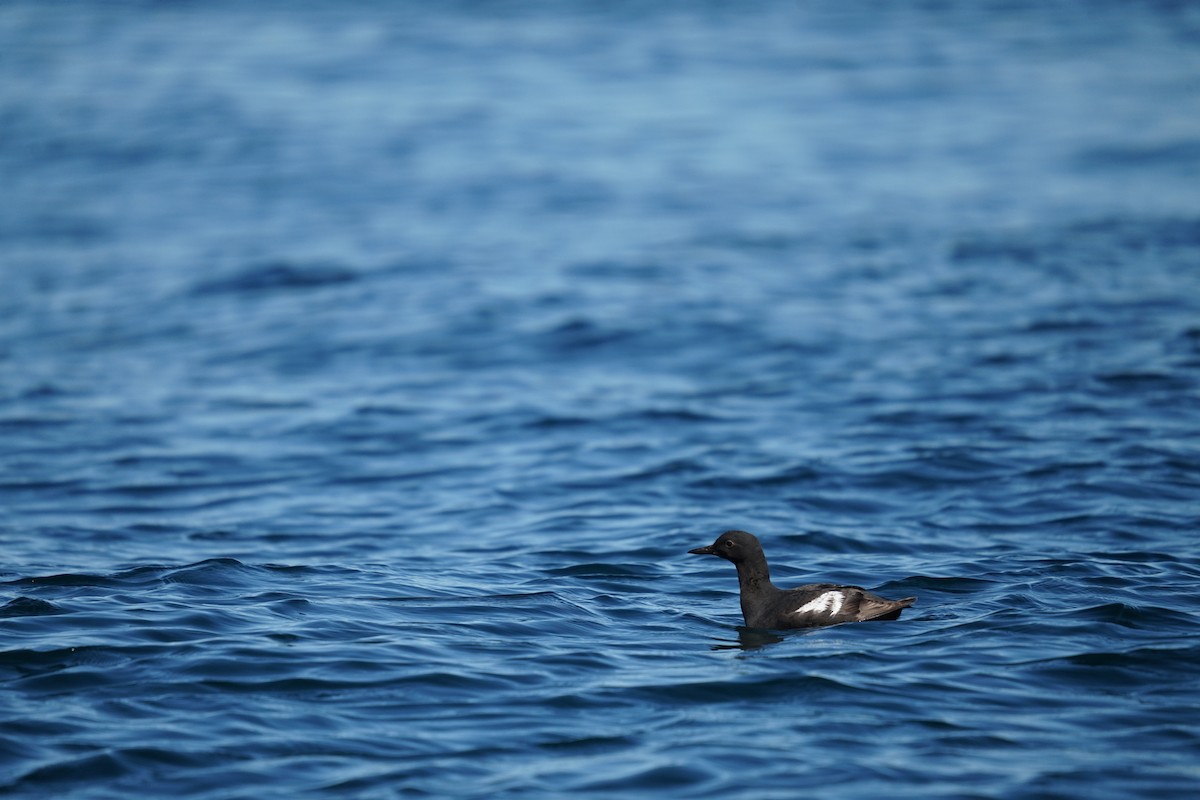 Pigeon Guillemot - ML639820143