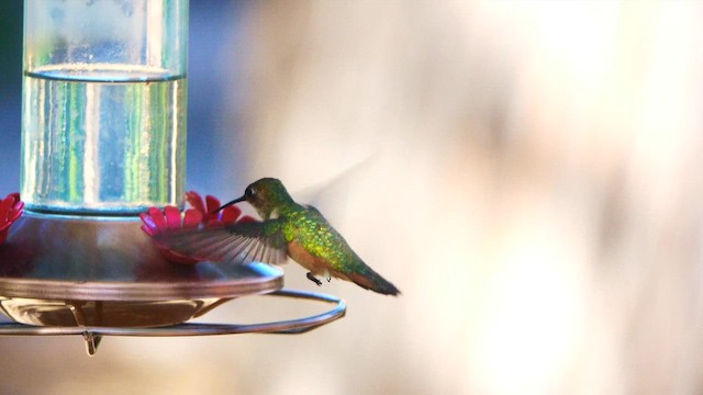 アカフトオハチドリ - ML639820153