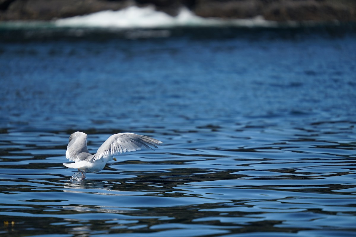 Glaucous-winged Gull - ML639820154