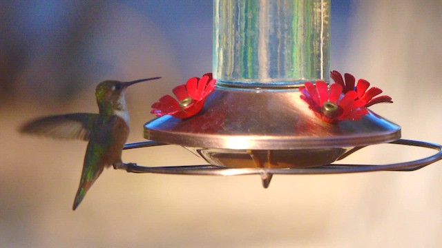 アカフトオハチドリ - ML639820188