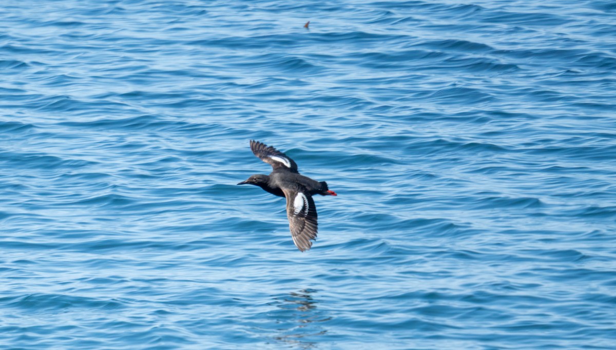 Pigeon Guillemot - ML639820194