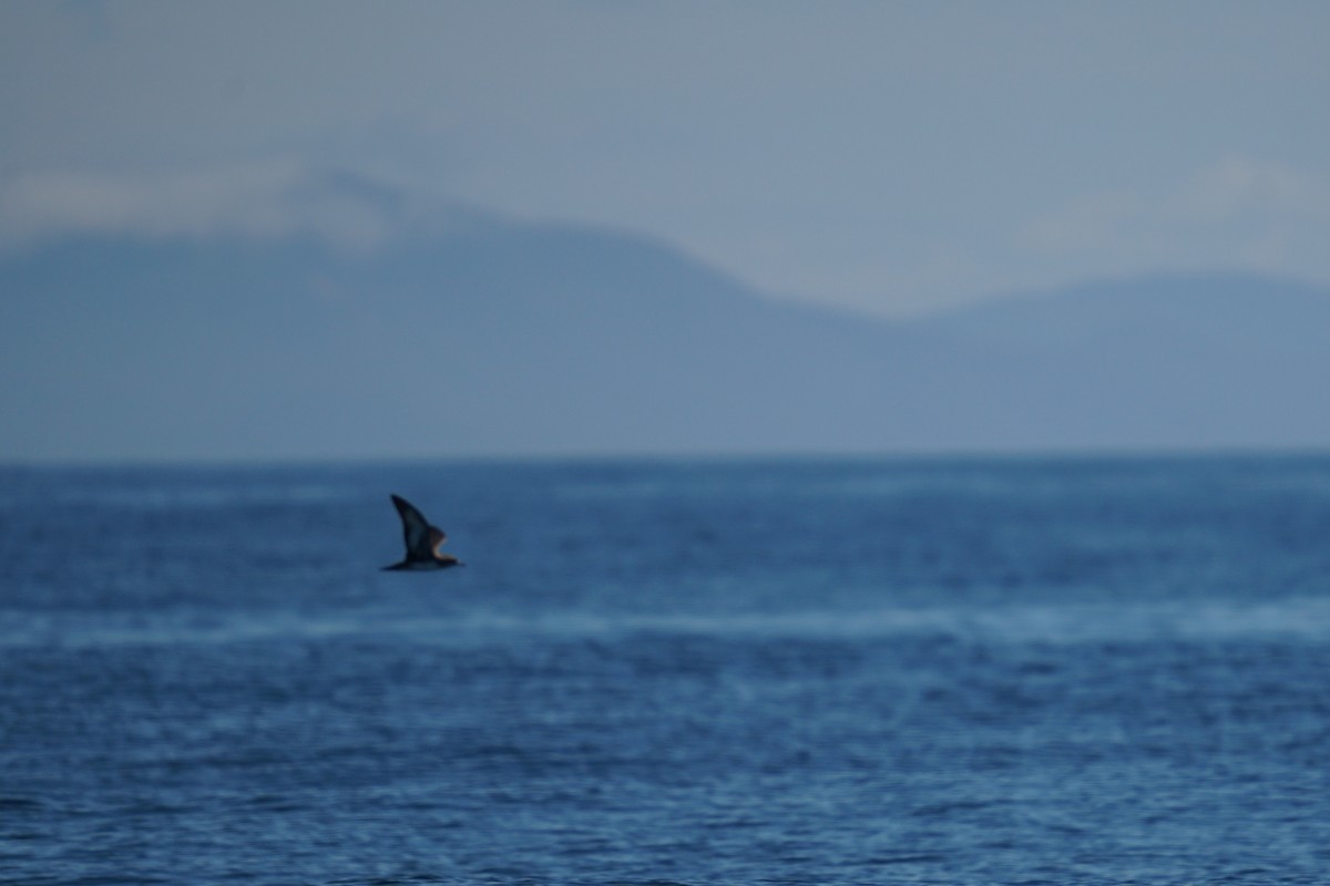 Pink-footed Shearwater - ML639820230