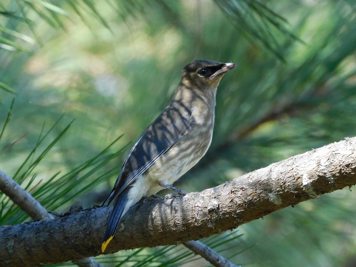 Cedar Waxwing - ML639820248