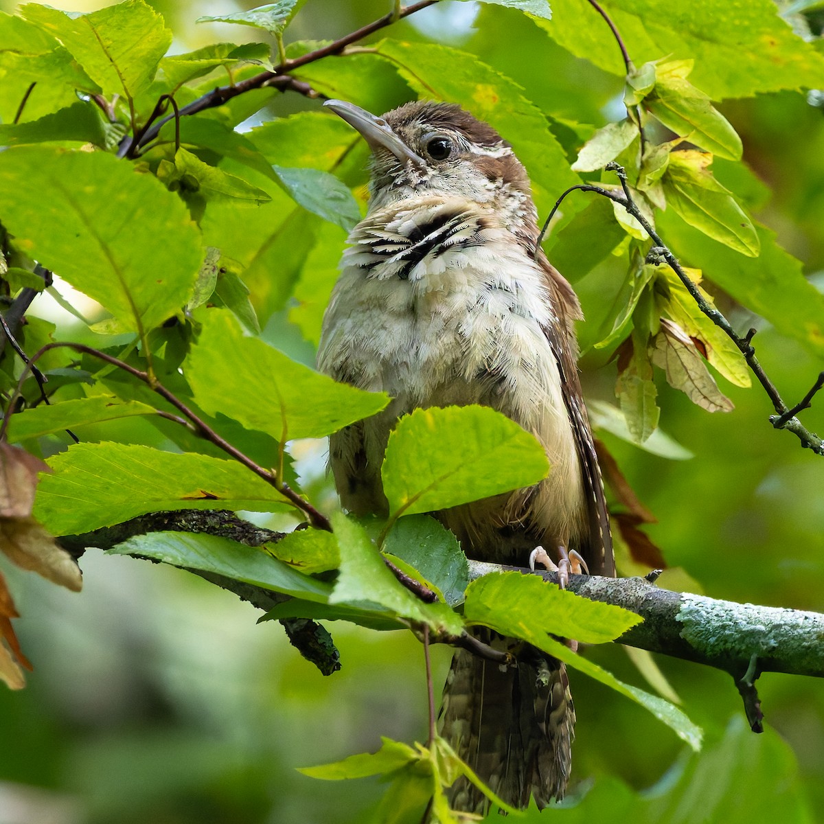 Carolina Wren - ML639820268