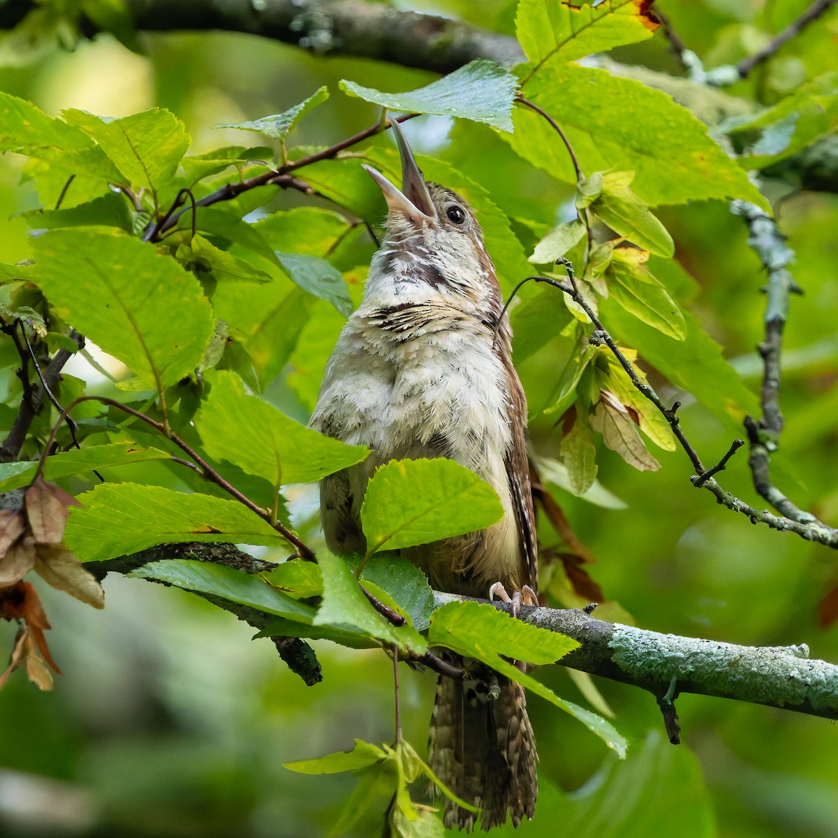Carolina Wren - ML639820269