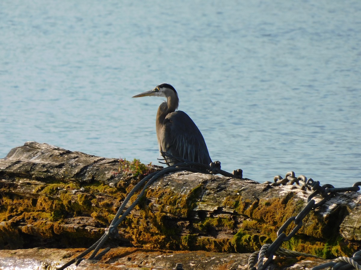 Great Blue Heron - ML639820293
