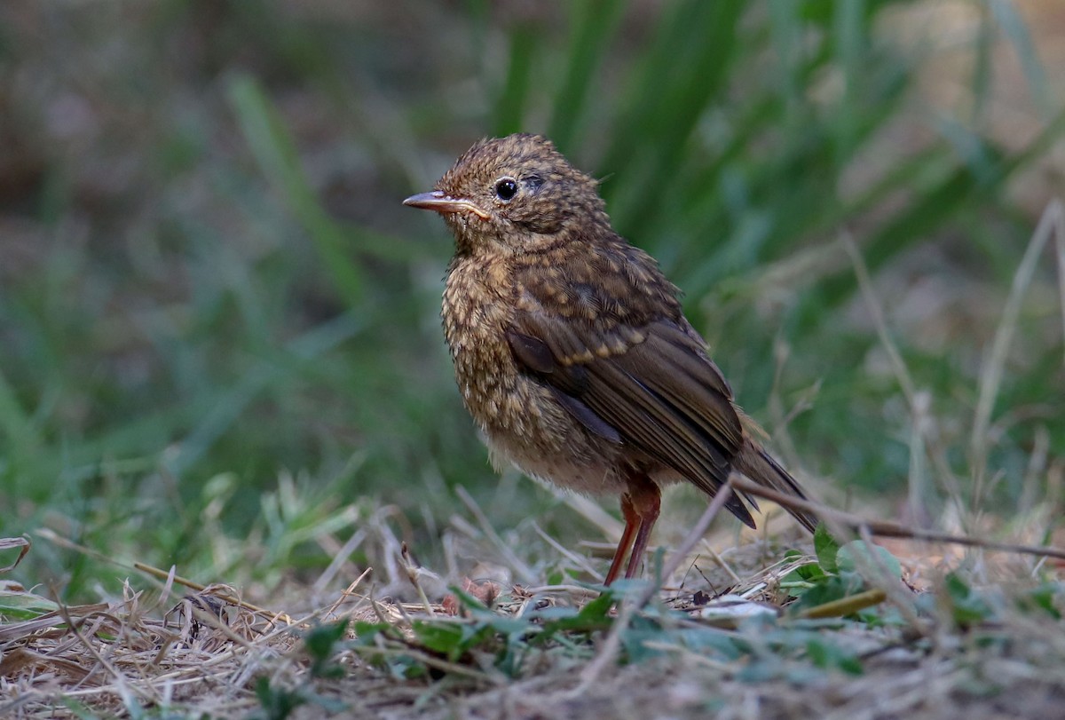 červenka obecná - ML639820397
