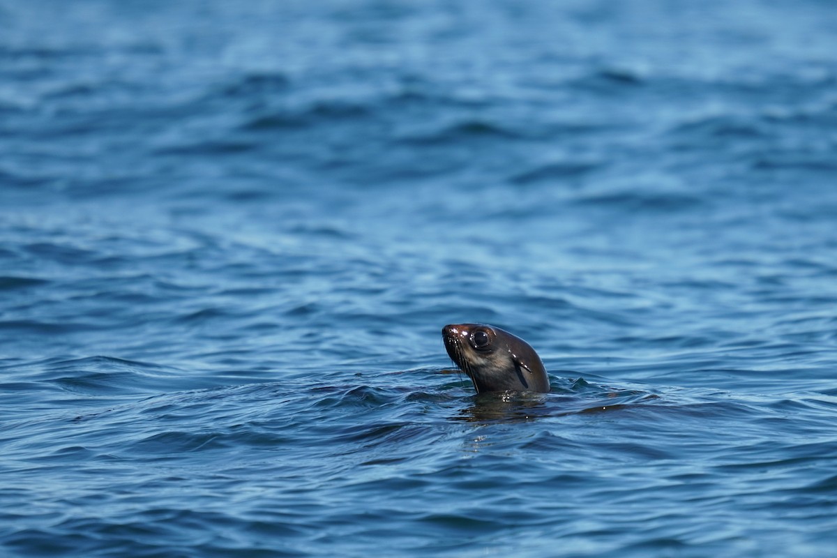 Northern Fur Seal - ML639820413