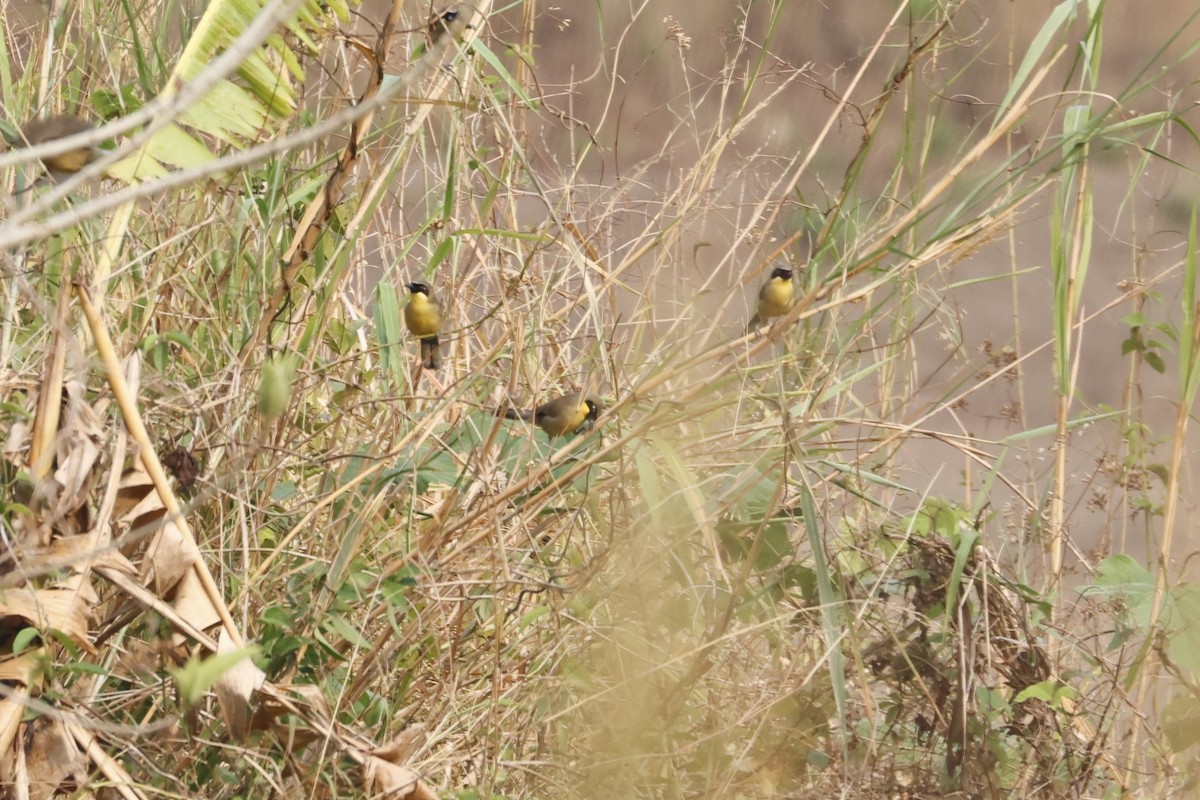 Yellow-throated Laughingthrush - ML639820446
