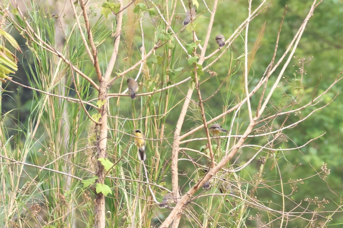 Yellow-throated Laughingthrush - ML639820447