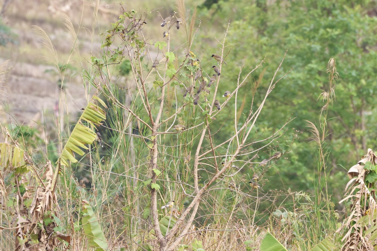 Yellow-throated Laughingthrush - ML639820448