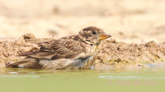 Rock Sparrow - ML639820485