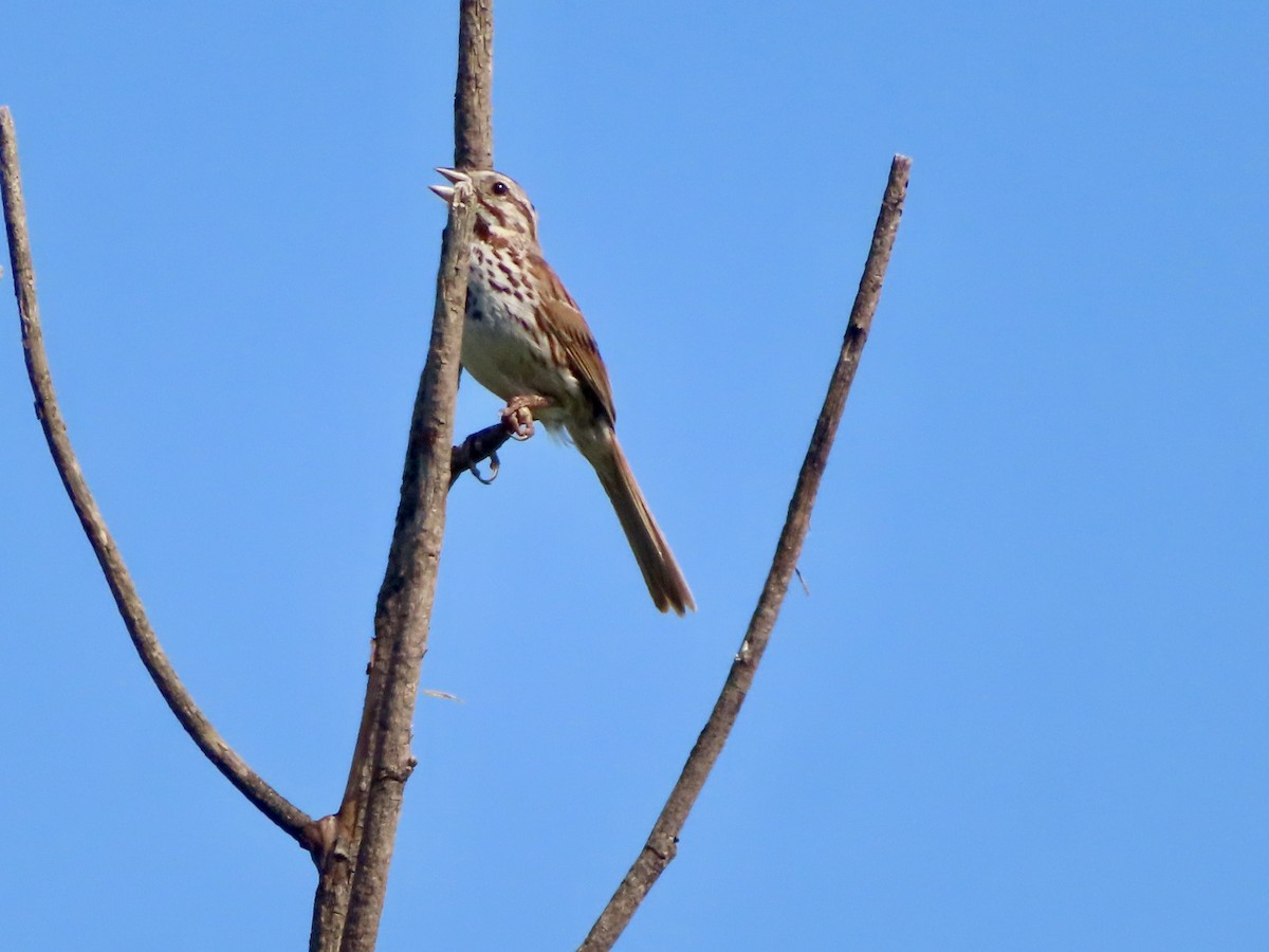 Song Sparrow - ML639820490