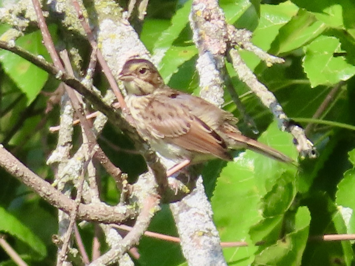 Song Sparrow - ML639820538