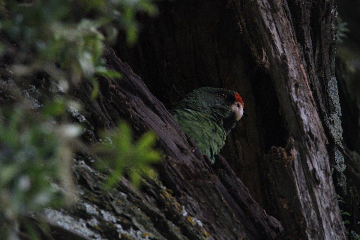 ズアカハネナガインコ - ML639820618