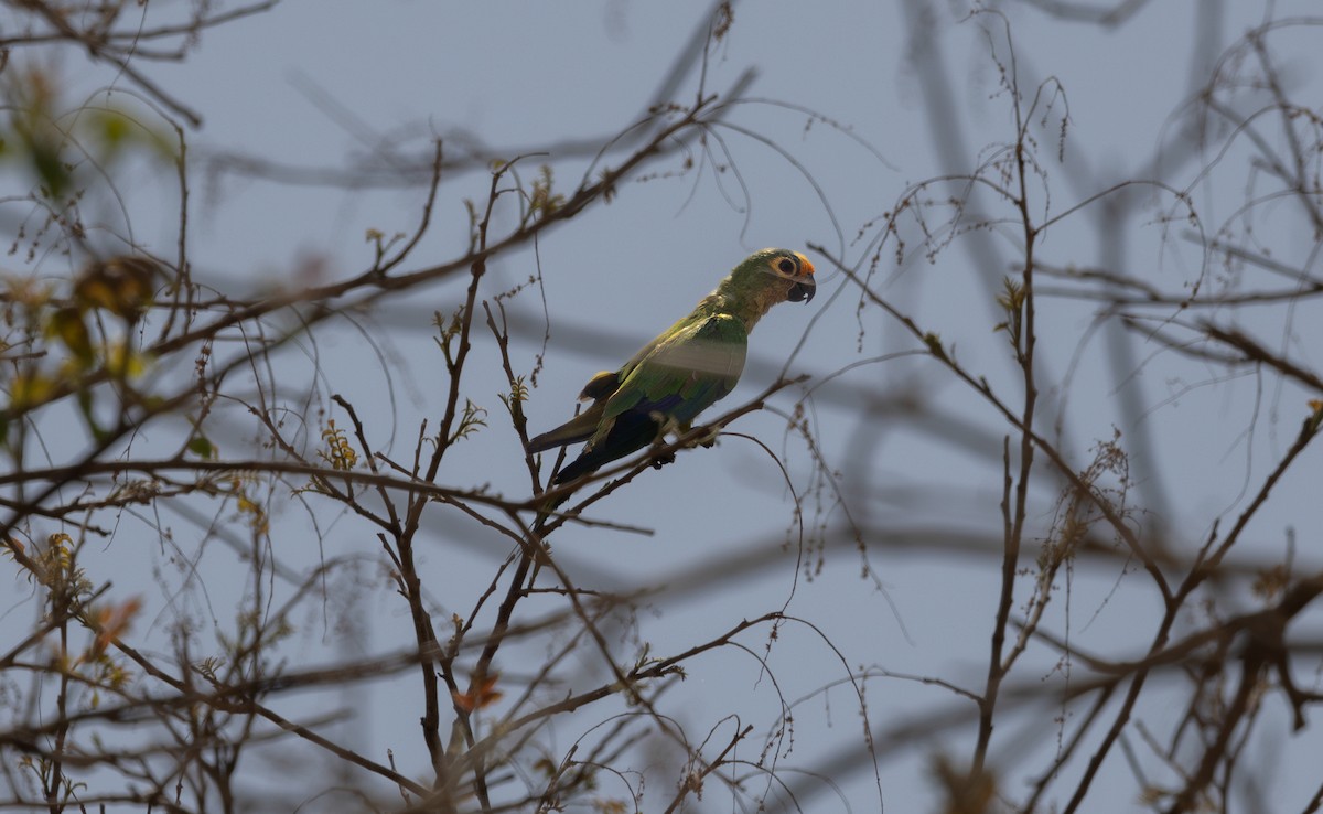 Peach-fronted Parakeet - ML639820739
