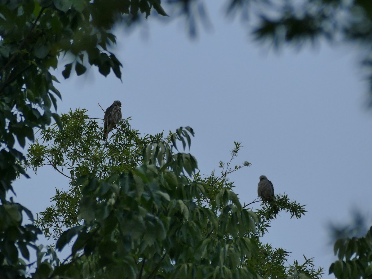 Mississippi Kite - ML639820767