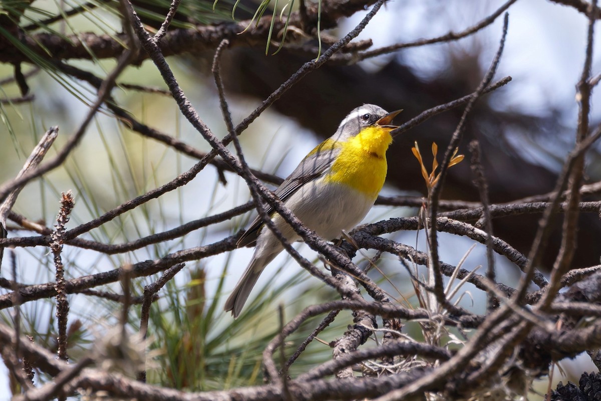 Crescent-chested Warbler - ML639820800