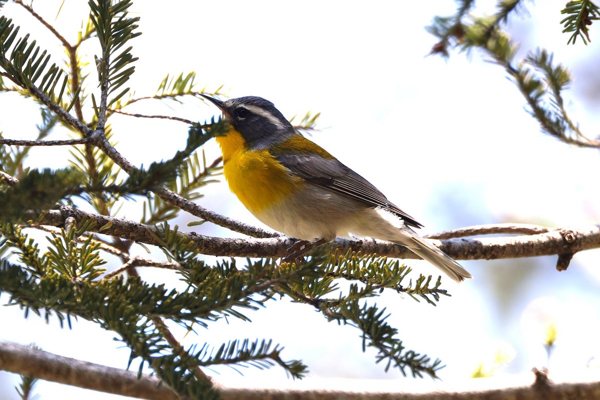 Crescent-chested Warbler - ML639820802