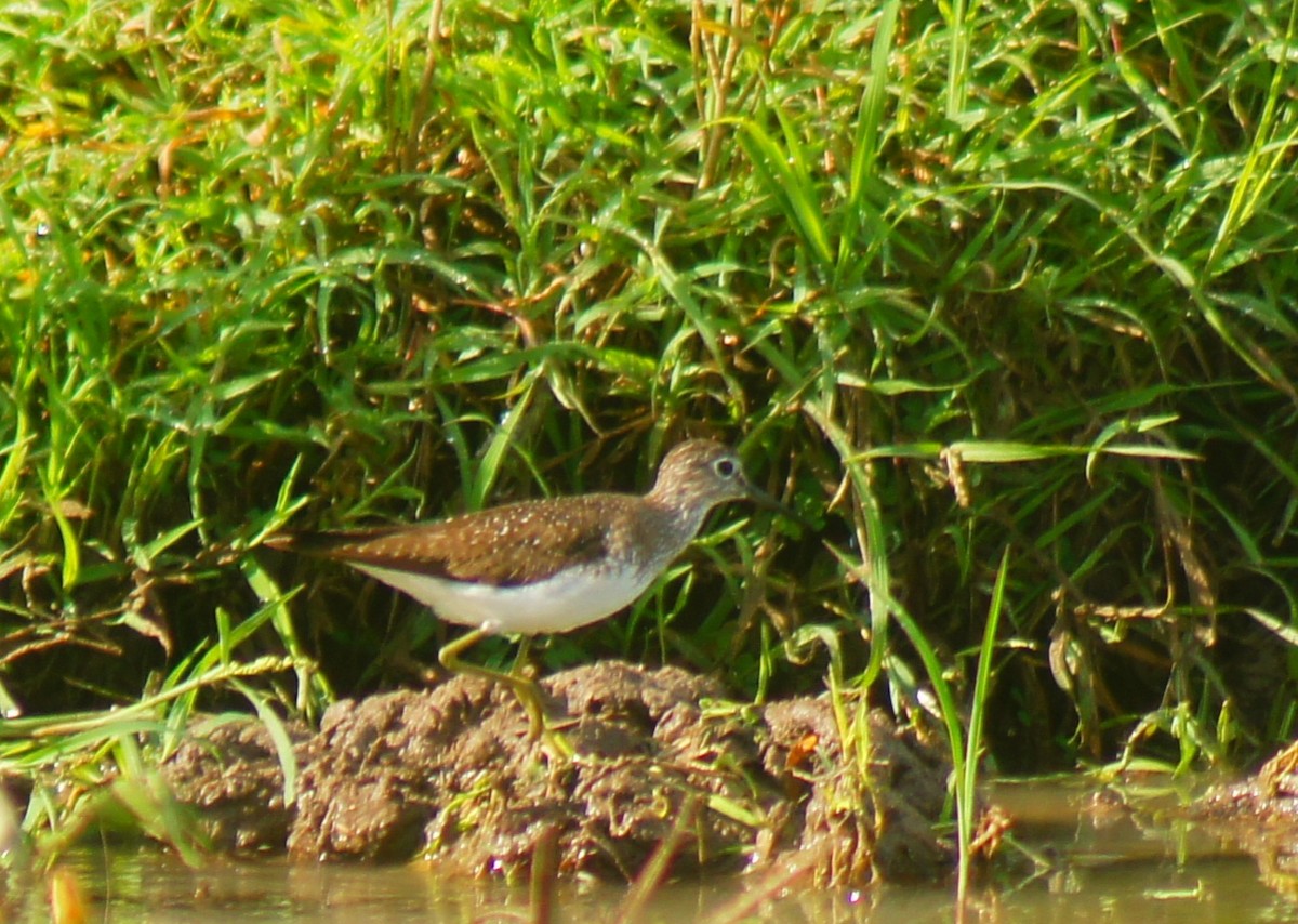 Solitary Sandpiper - ML639820854