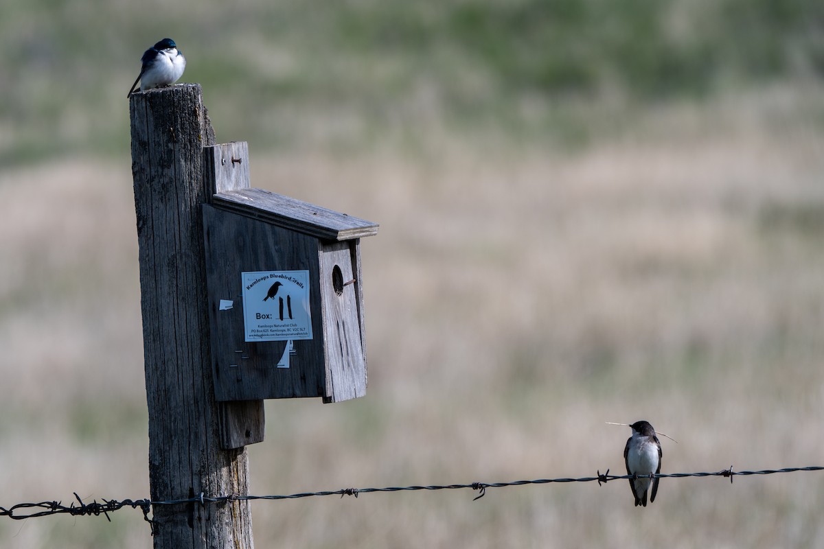 Tree Swallow - ML639820869