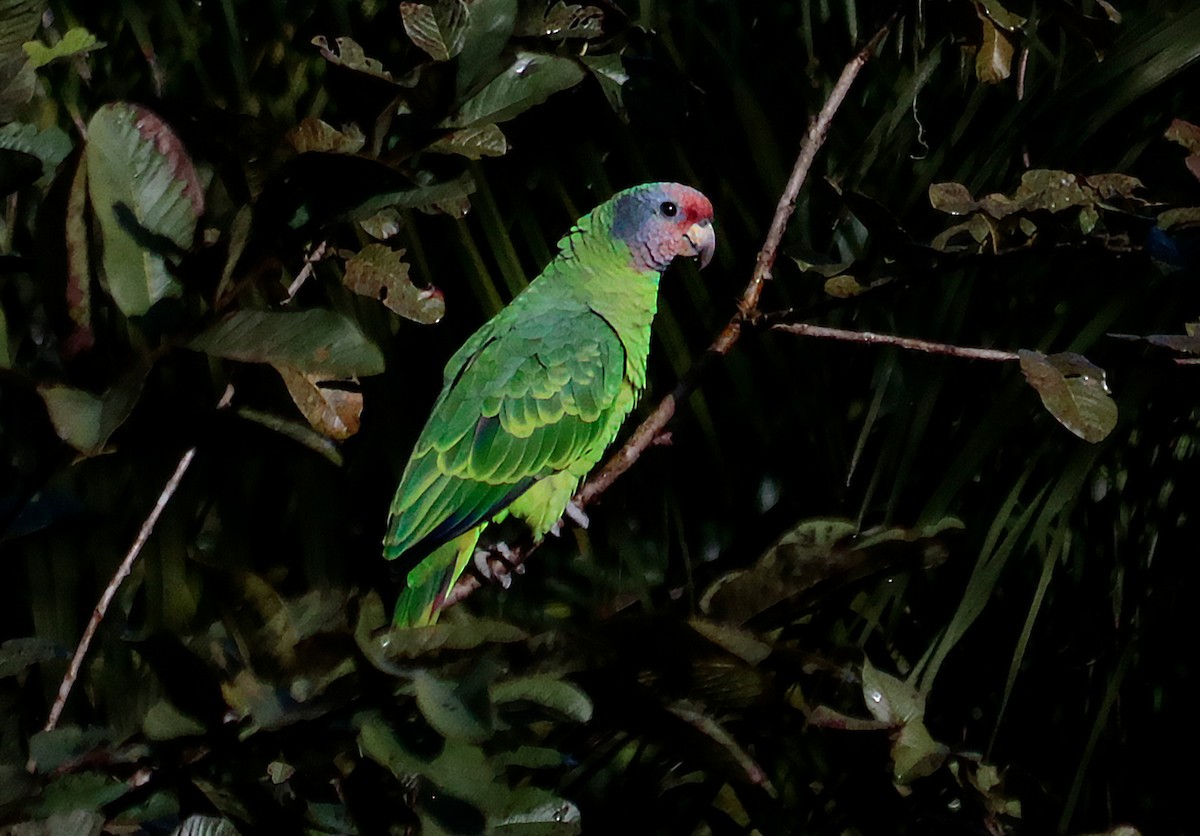 Amazone à joues bleues - ML639820874
