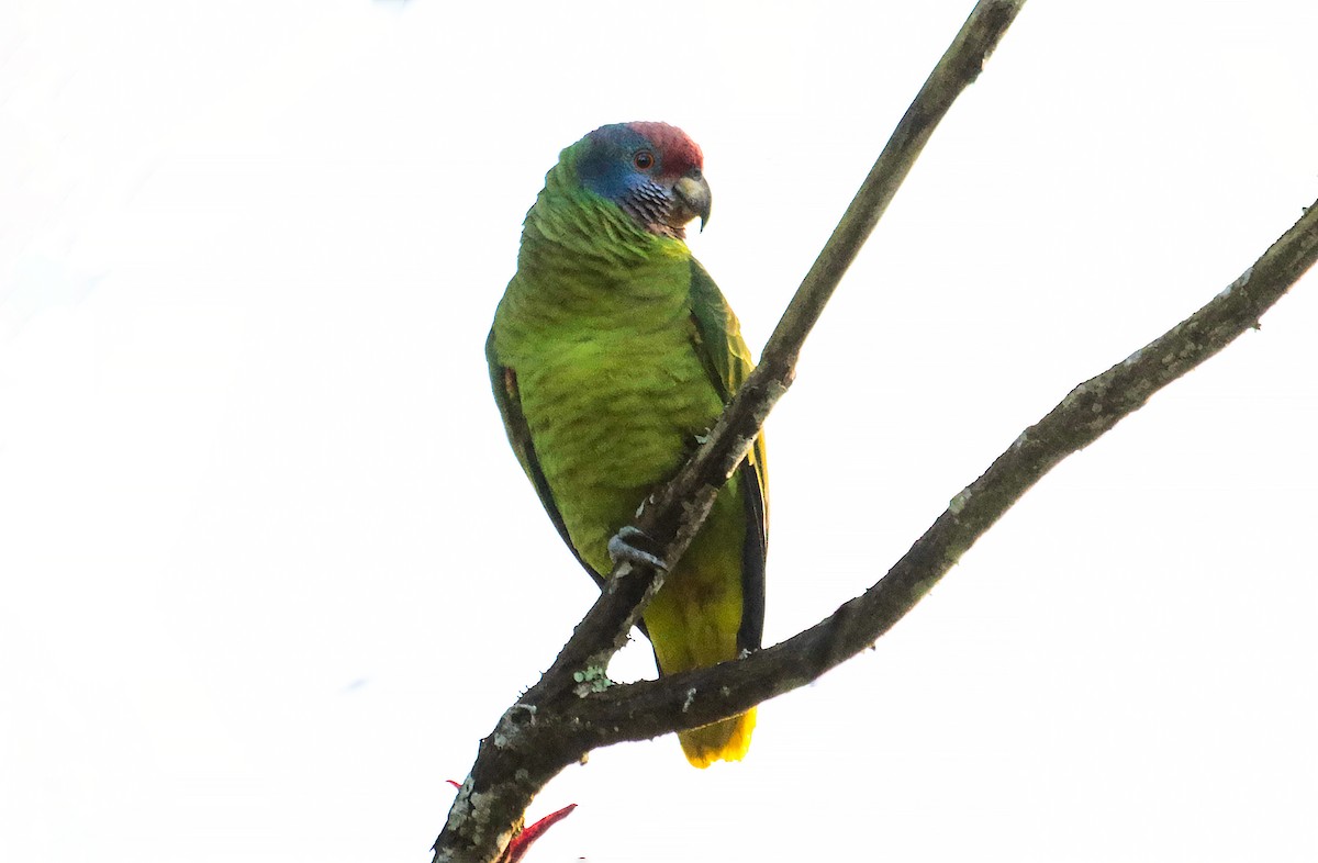 Amazone à joues bleues - ML639820875