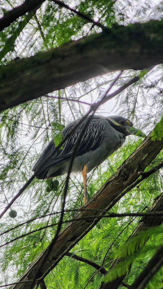 Yellow-crowned Night Heron - ML639820884