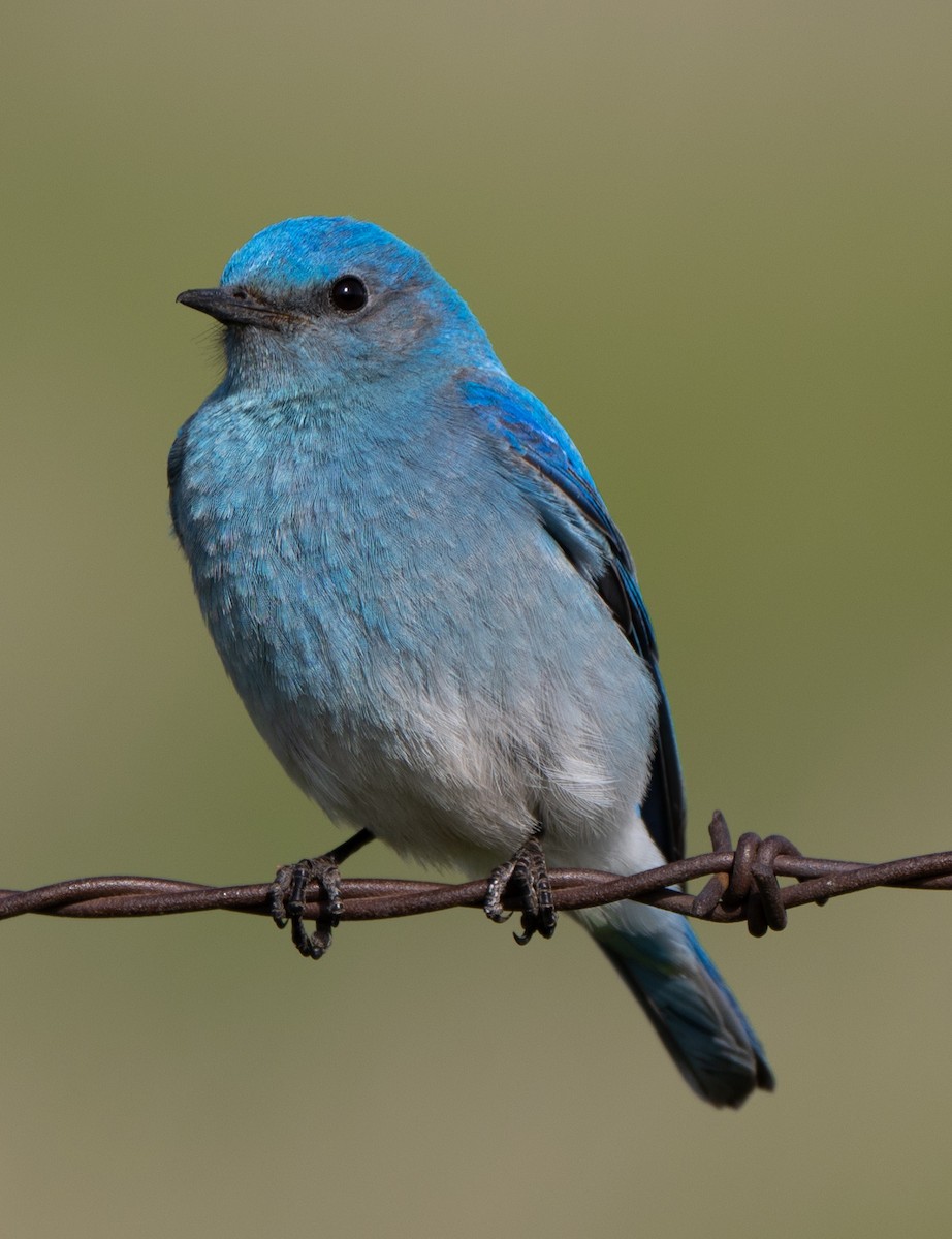 Mountain Bluebird - ML639820885