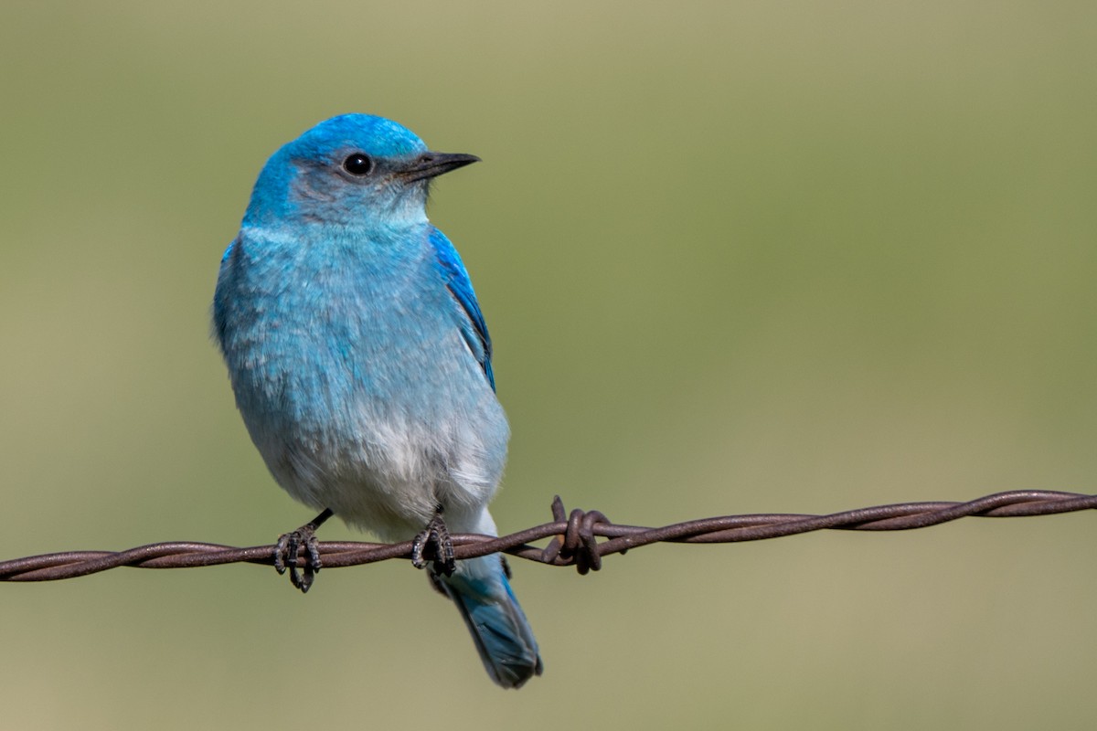 Mountain Bluebird - ML639820886