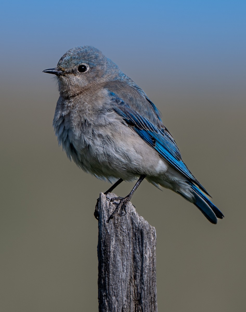 Mountain Bluebird - ML639820887