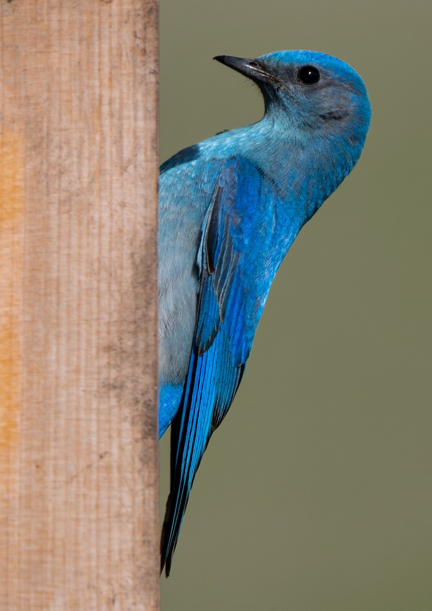 Mountain Bluebird - ML639820888