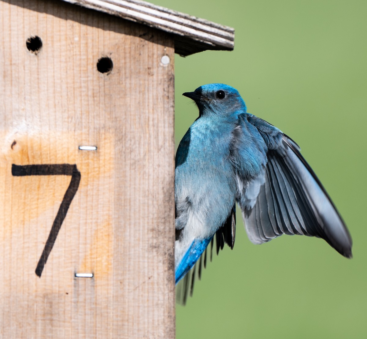 Mountain Bluebird - ML639820889