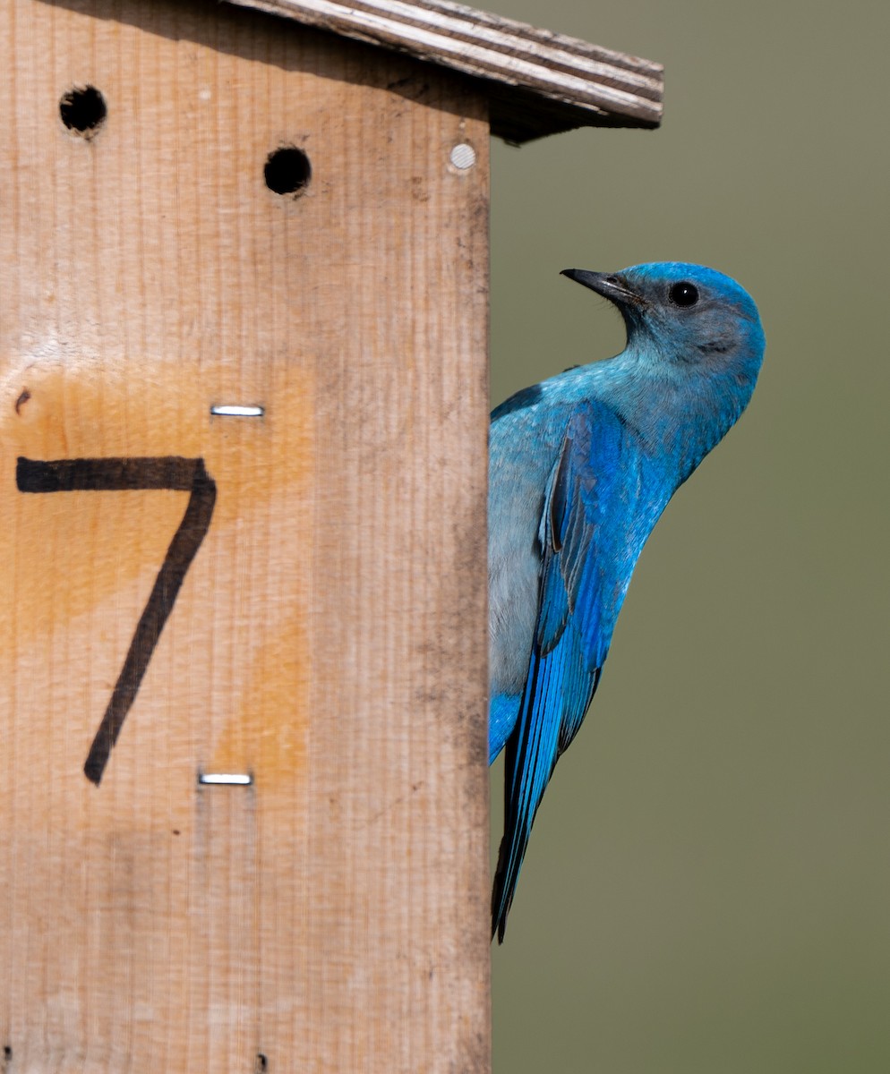 Mountain Bluebird - ML639820890