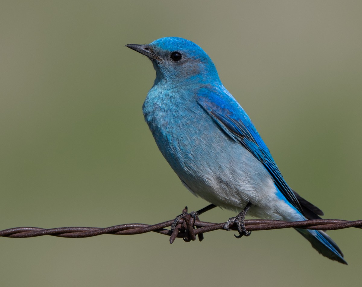 Mountain Bluebird - ML639820891