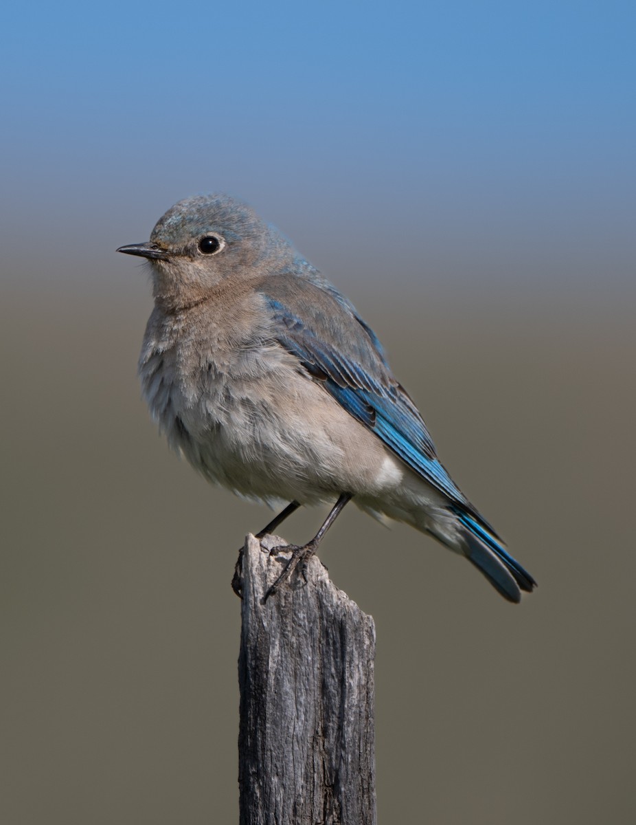 Mountain Bluebird - ML639820892