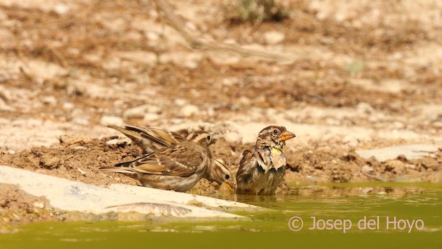 Rock Sparrow - ML639820922