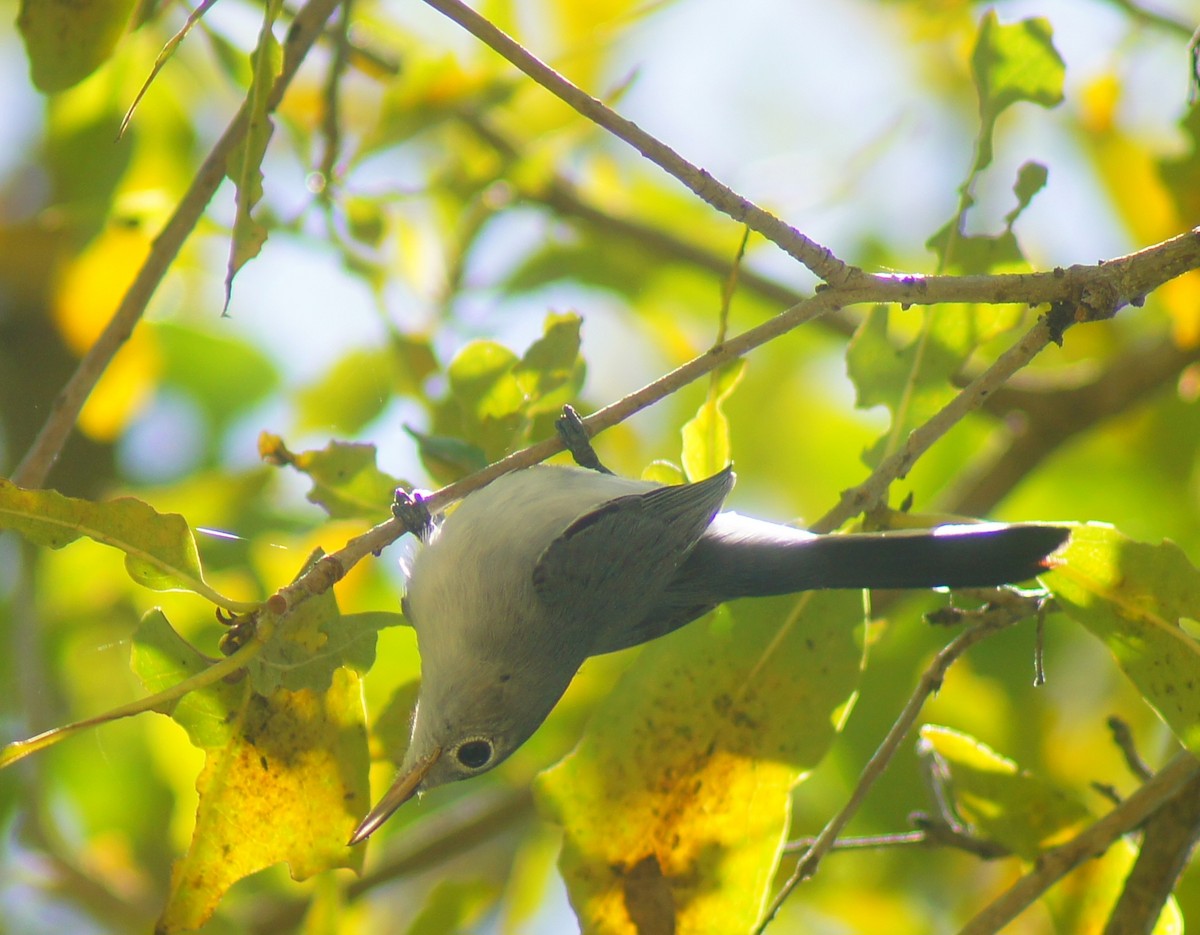 Blue-gray Gnatcatcher - ML639820973
