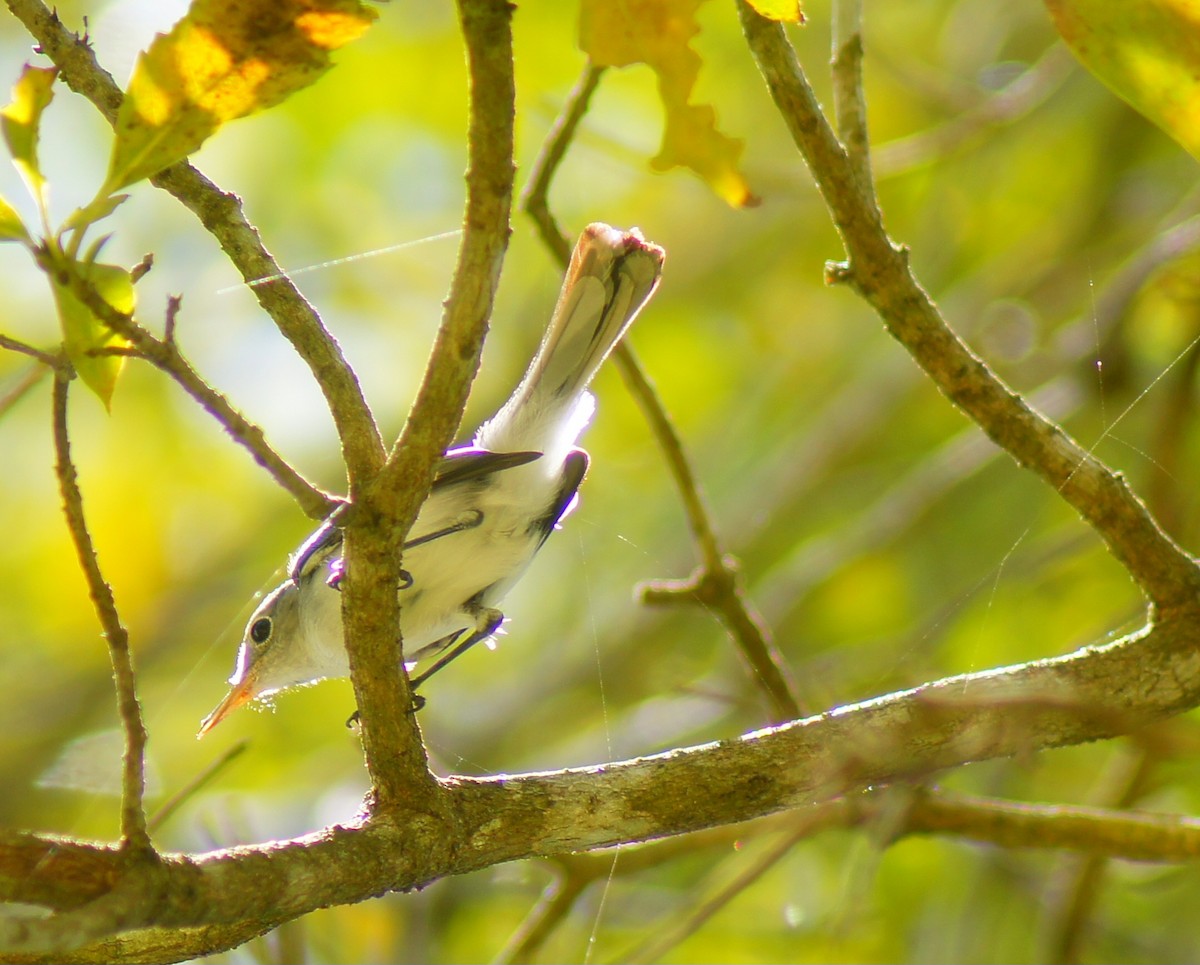 Blue-gray Gnatcatcher - ML639820974