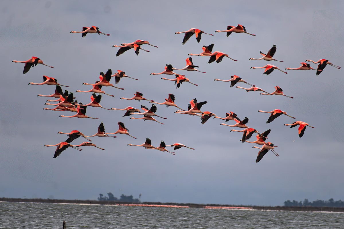 Chilean Flamingo - ML639820976