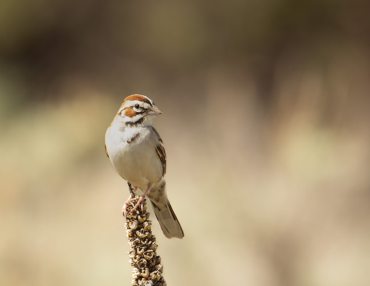 Lark Sparrow - ML639820992