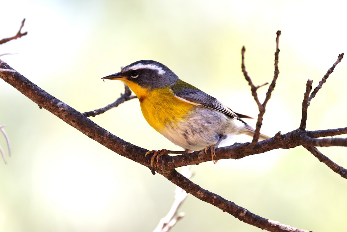 Crescent-chested Warbler - ML639821001