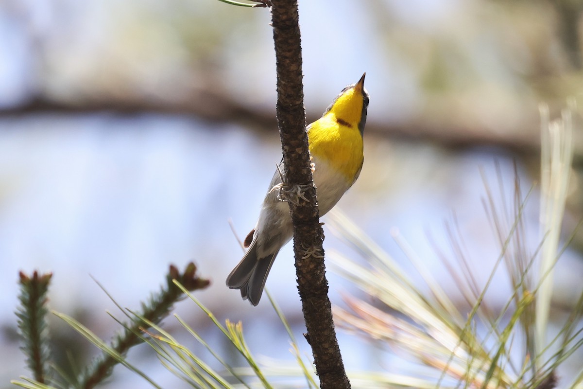 Crescent-chested Warbler - ML639821004