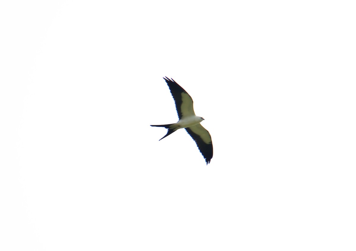 Swallow-tailed Kite - ML639821077