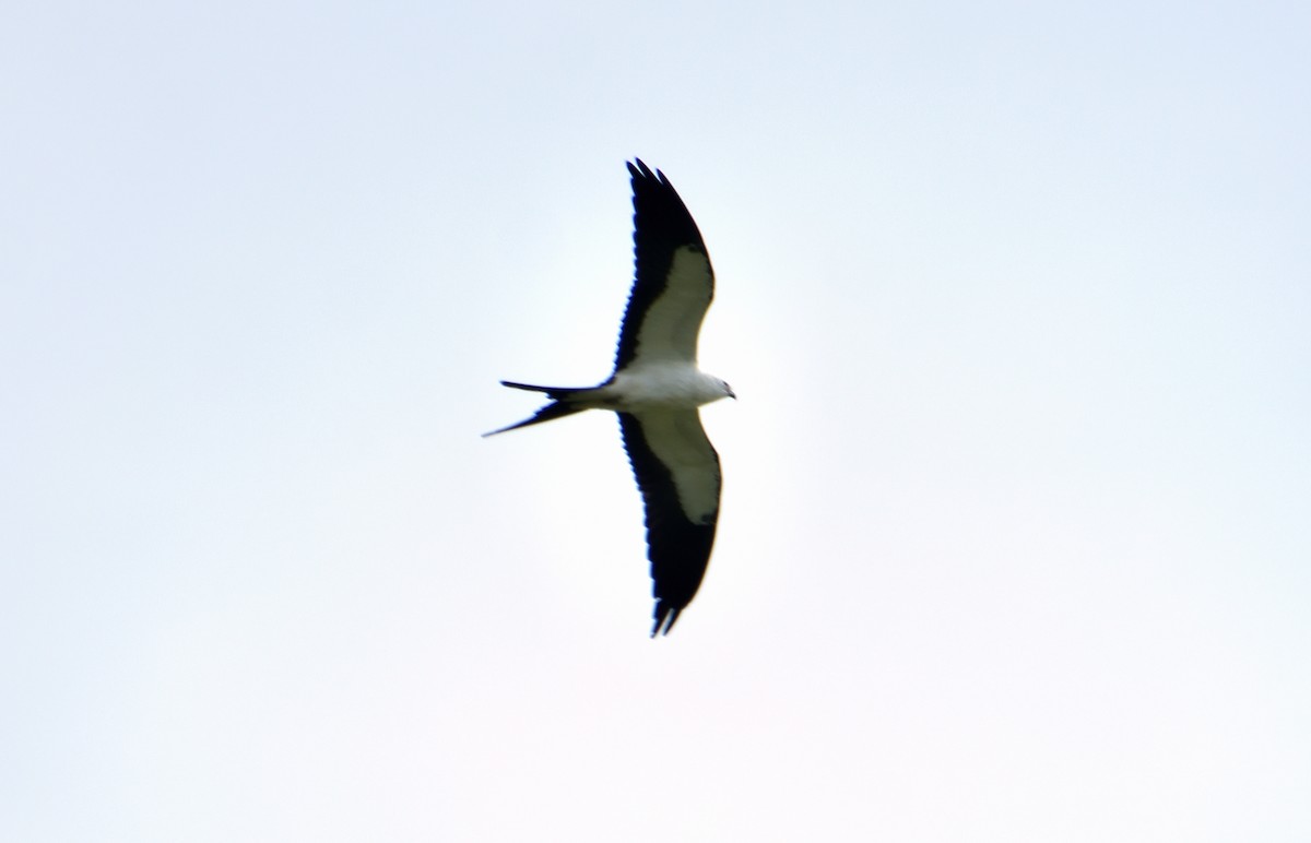 Swallow-tailed Kite - ML639821078