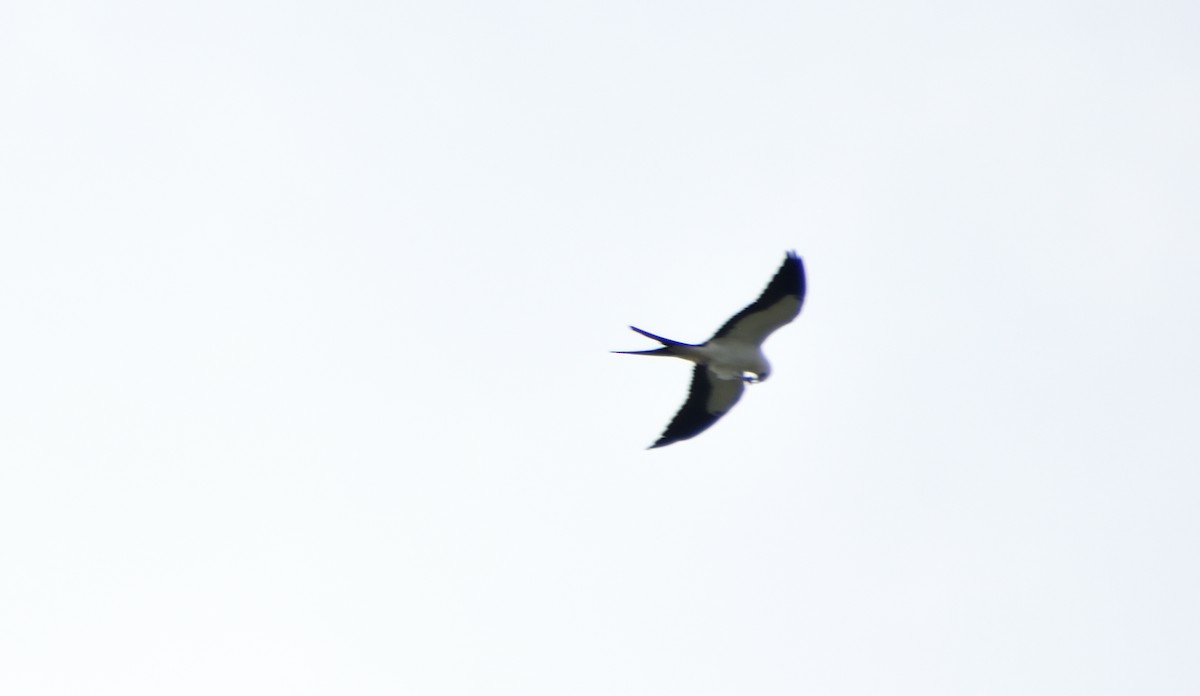 Swallow-tailed Kite - ML639821079